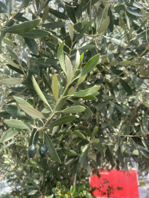 Τα ελαιόδενδρα στόχος των επιτηδείων - Τσιπάκια "ελαιόκαρποι" στη μάχη κατά περιστατικών κλοπής