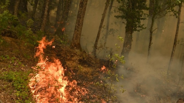 Πυρκαγιά σε δασική έκταση στο δήμο Σπάτων - Αρτέμιδος