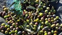 Ρεκόρ αναμένεται στην παραγωγή επιτραπέζιας ελιάς στην Ελλάδα, για το 2023