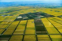 Ελληνο-ισπανική συμμαχία για το ρύζι