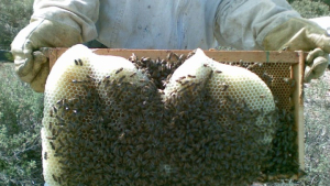 ΥΠΑΑΤ: Ενισχύσεις 12 εκατ. ευρώ στους μελισσοκόμους