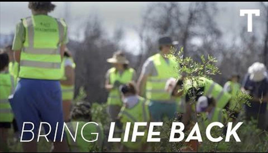 Στην τελική ευθεία τα έργα αναδάσωσης από το Τατόι Club