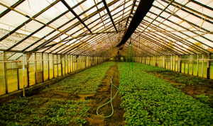 Παράταση προθεσμίας υποβολής αιτήσεων για θερμοκήπια και στέγαστρα φυτικής παραγωγής