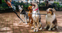 Η άνοδος του pet sitting στην Ελλάδα - Πόσο κοστίζει η φιλοξενία