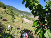 Θεσσαλονίκη: «Lupie», μια... αλεπού στηρίζει την ορεινή οικονομία