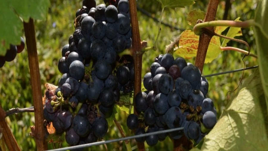 Tο ταξίδι του κρασιού της Αττικής - Οι αμπελουργοί αφήνουν τις ξένες ποικιλίες και γυρίζουν στην παράδοση