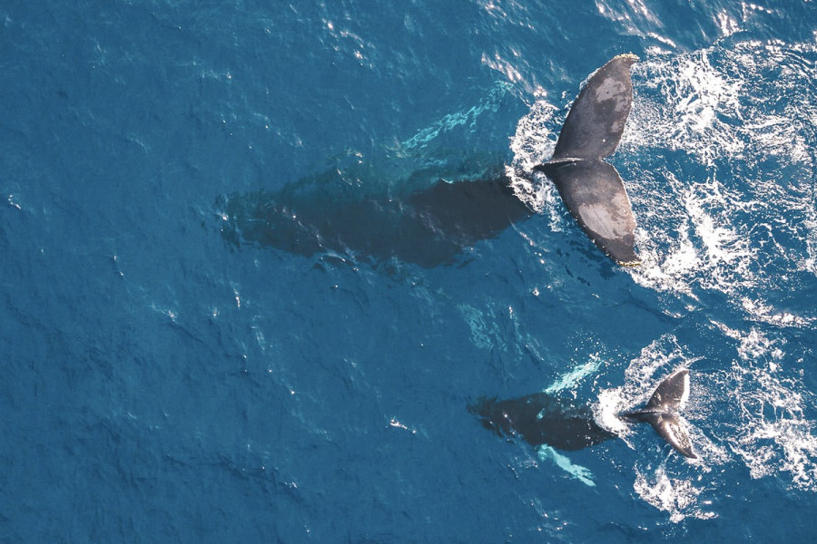 weDo/ Professional: Γιόρτασε την Παγκόσμια Ημέρα Ωκεανών