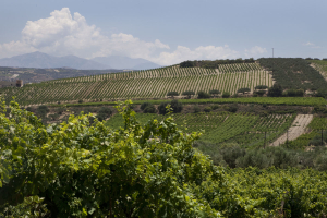 Μείωση 65.000 στρεμμάτων την τελευταία δεκαετία για τον ελληνικό αμπελώνα