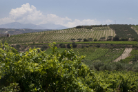 Μείωση 65.000 στρεμμάτων την τελευταία δεκαετία για τον ελληνικό αμπελώνα