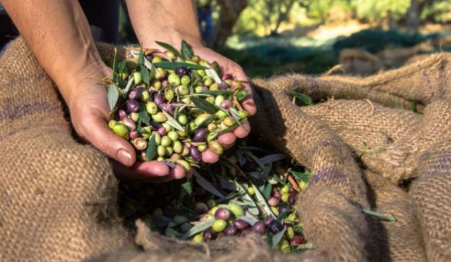 Η ελαιοπαραγωγή στη Λέσβο το 2023 - Μικρή παραγωγή, καλή ποιότητα, υψηλή τιμή