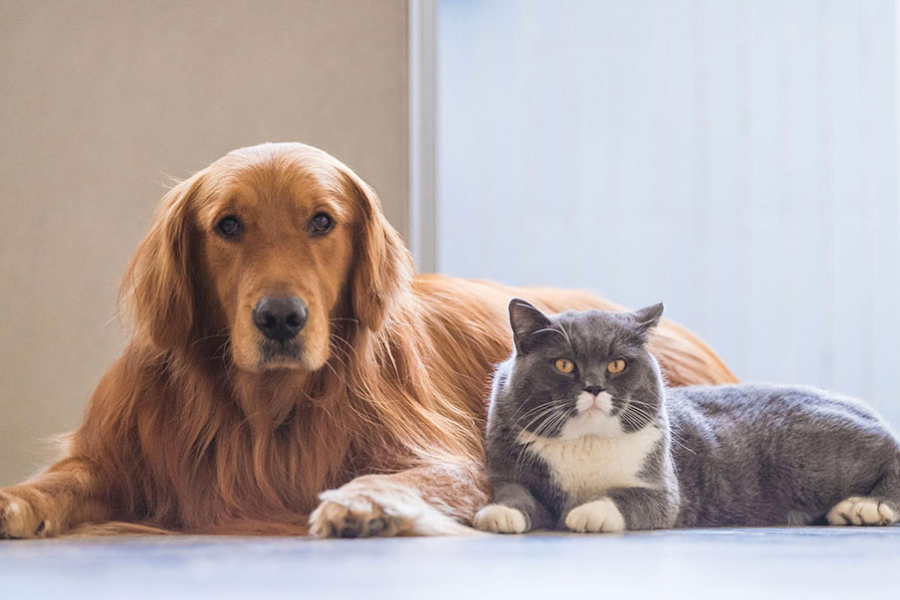 Ευρωπαϊκό Κοινοβούλιο: Νέοι αυστηροί κανόνες για την προστασία των ζώων συντροφιάς