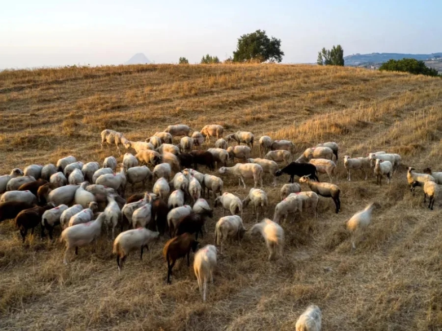 Τροπολογία για στήριξη της κτηνοτροφίας στη Λέσβο με αποζημιώσεις και υποχρεωτικούς ηλεκτρονικούς βώλους