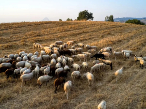 Τροπολογία για στήριξη της κτηνοτροφίας στη Λέσβο με αποζημιώσεις και υποχρεωτικούς ηλεκτρονικούς βώλους