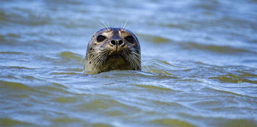 Mom: Αμοιβή - κίνητρο 18.000 ευρώ για τη σύλληψη του δολοφόνου της φώκιας «Κωστής» στην Αλόννησο