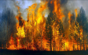 Ρεκόρ εκπομπών άνθρακα από τις δασικές πυρκαγιές στον Καναδά