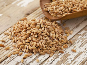 Νέα ρεκόρ στις τιμές σίτου και αραβοσίτου στην ευρωπαϊκή αγορά