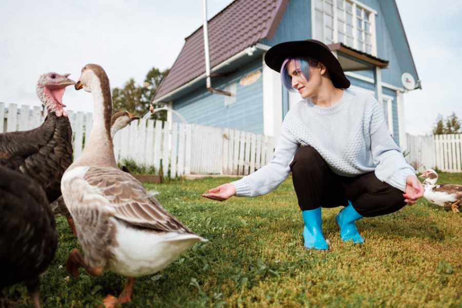 Βρετανία: Από έλλειψη εργατών απειλείται η ...γαλοπούλα των Χριστουγέννων