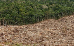 WWF: Αποψίλωση δασών που συνδέεται με εισαγωγές- Η ΕΕ στη 2η θέση παγκοσμίως μετά την Κίνα