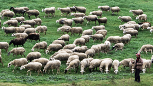 ΕΕΕΔΕΕ: «Το επόμενο τρίμηνο είναι το πλέον κρίσιμο για την ευλογιά» - Εντατικοποίηση επιτήρησης και ελέγχων