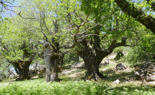 Ελεγκτικό Συνέδριο: Διατύπωση ενστάσεων για την αποτελεσματικότητα των προγραμμάτων αναδάσωσης