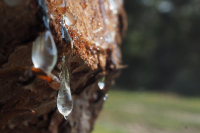 Στο ΦΕΚ η ΚΥΑ για την οικονομική στήριξη των ρητινεργατών