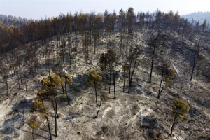 BEYOND: Καταγράφηκαν τα υψηλότερα επίπεδα καμένων εκτάσεων από δασικές πυρκαγιές των τελευταίων 13 ετών
