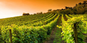Γαλλία: Ο καύσωνας μειώνει την παραγωγή οίνου αλλά ενισχύει την ποιότητα