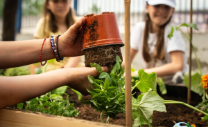 «Μικροί Καλλιεργητές»: Εκπαιδευτικό πρόγραμμα από την Μπάρμπα Στάθη