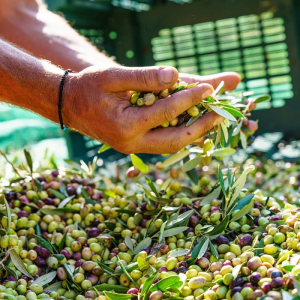 Επιτροπή Ανταγωνισμού: Στο μικροσκόπιο οι τιμές του εξαιρετικά παρθένου ελαιολάδου