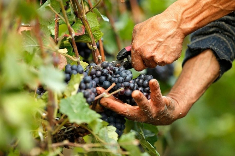 Νέα ευρωπαϊκά μέτρα για την προστασία και την ενίσχυση του αμπελοοινικού τομέα
