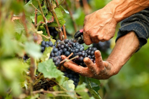 Νέα ευρωπαϊκά μέτρα για την προστασία και την ενίσχυση του αμπελοοινικού τομέα