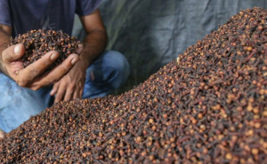 Ινδονησία: Είκοσι δύο εργοστάσια μολύνθηκαν από καίσιο 137