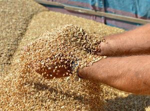 Τούρκος αξιωματούχος: Πιθανόν εντός εβδομάδας οι πρώτες εξαγωγές ουκρανικών σιτηρών