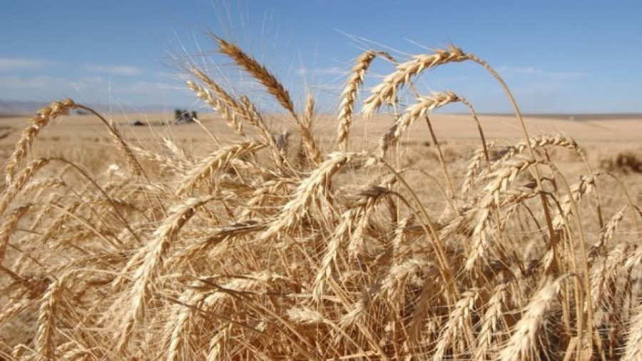 Ουκρανία: Ετοιμότητα των σιδηροδρόμων για επείγουσα εξαγωγή αγροτικών προϊόντων και σιτηρών με τρένα