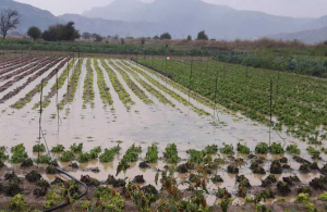 Πάνω από 67 εκατ. ευρώ για την αποκατάσταση πληγεισών αγροτικών εκμεταλλεύσεων από πυρκαγιές και πλημμύρες