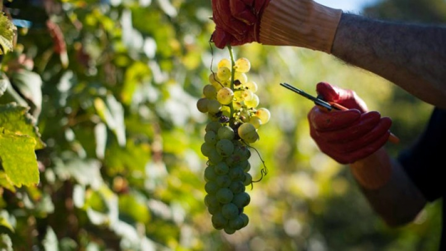 Υπ.Τουρισμού: Οδοιπορικό για την ανάδειξη του οινοτουρισμού στη Δυτ. Μακεδονία
