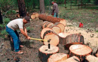Αύξηση 15% στις τιμές αποζημίωσης των υλοτόμων Δασικών Συνεταιρισμών