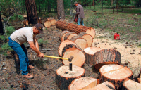 Αύξηση 15% στις τιμές αποζημίωσης των υλοτόμων Δασικών Συνεταιρισμών