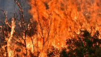Πυρκαγιές: Μήνυμα μέσω του 112 για εκκένωση κοινοτήτων στην Καλλιθέα Αχαΐας - Αναζωπύρωση στο Ρέθυμνο
