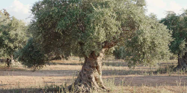ΕΛΜΕΠΑ: Ερευνητική πρωτοβουλία με στόχο τη βελτίωση της παραγωγής ελιάς