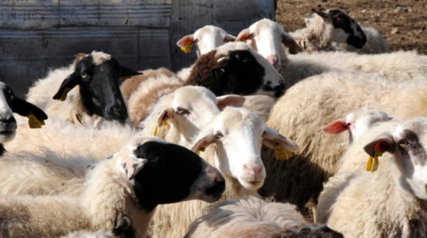 Απειλή για το 20% των εξαγωγών φέτας λόγω εμβολιασμών – Προειδοποίηση από τον ΣΕΒΓΑΠ