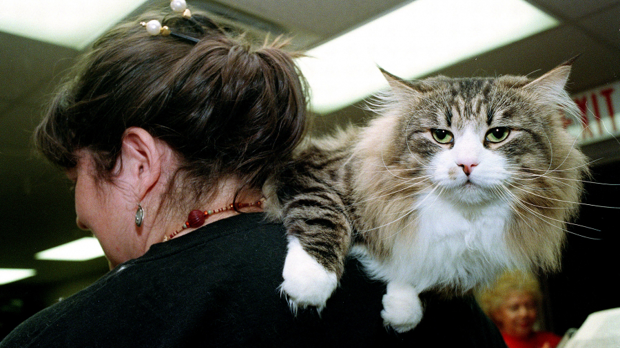 Η «πίτα» για τα ζώα συντροφιάς μεγαλώνει