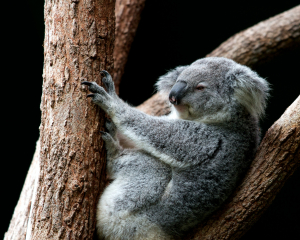 Αυστραλία: Την τελευταία τριετία χάθηκε το ένα τρίτο από τον πληθυσμό των κοάλα