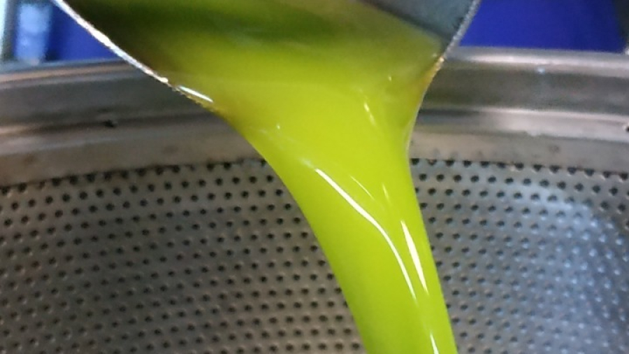 Συγκρατημένη ικανοποίηση από τη φετινή παραγωγή ελαιολάδου - πώς επηρεάζει η κλιματική αλλαγή