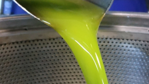 Συγκρατημένη ικανοποίηση από τη φετινή παραγωγή ελαιολάδου - πώς επηρεάζει η κλιματική αλλαγή