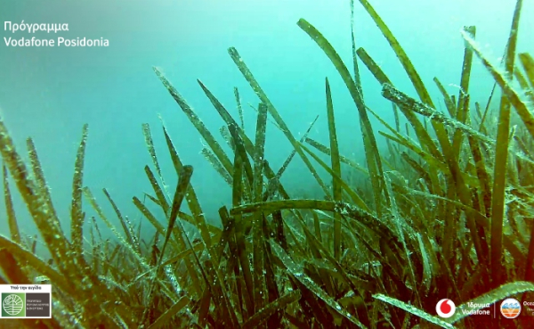 Vodafone Posidonia: Στην «επιφάνεια» περισσότερα υποθαλάσσια λιβάδια