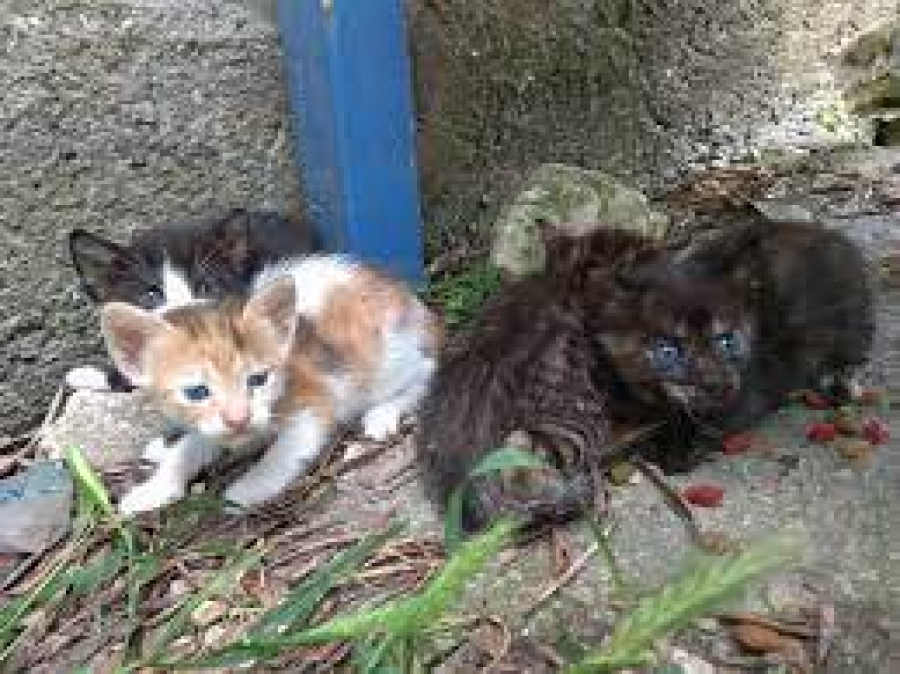 Ρόδος: Πρόστιμο 120.000 ευρώ σε 76χρονο που εγκατέλειψε τέσσερα γατάκια