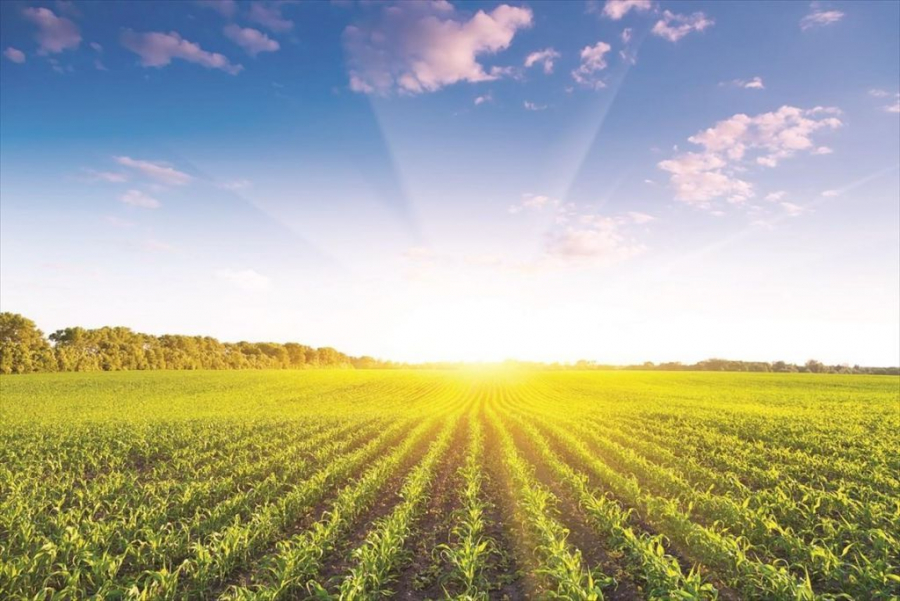 Βιολογικές καλλιέργειες: Έρχεται πρόγγραμμα 490 εκατ. ευρώ