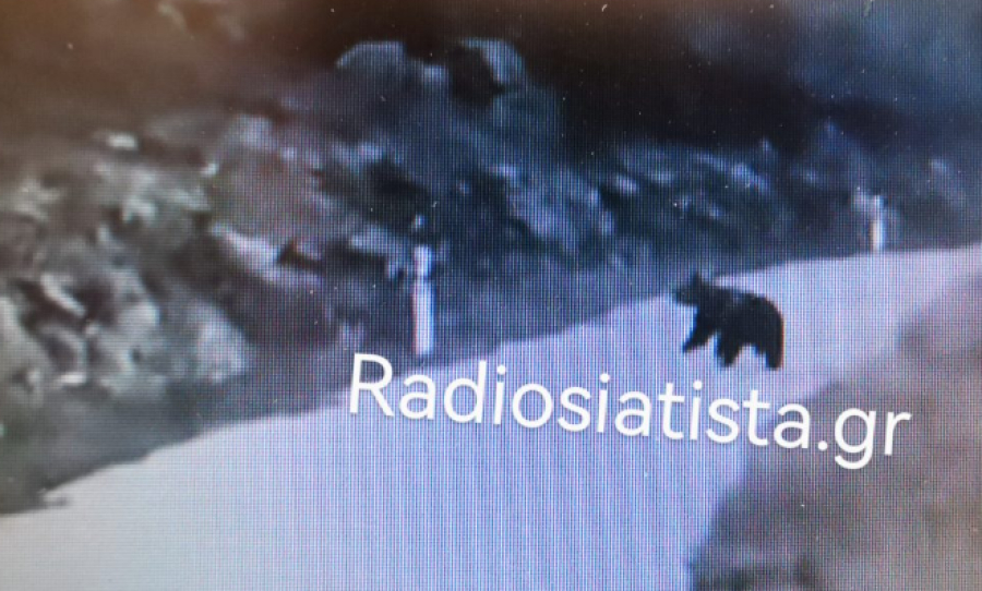 Προσοχή αρκούδες: Οδηγός αντίκρυσε μπροστά του πέντε (5) στην περιοχή της Κοζάνης
