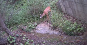 COSMOTE: Πρωτοποριακή τεχνολογική λύση για την προστασία της άγριας πανίδας στην Ελλάδα